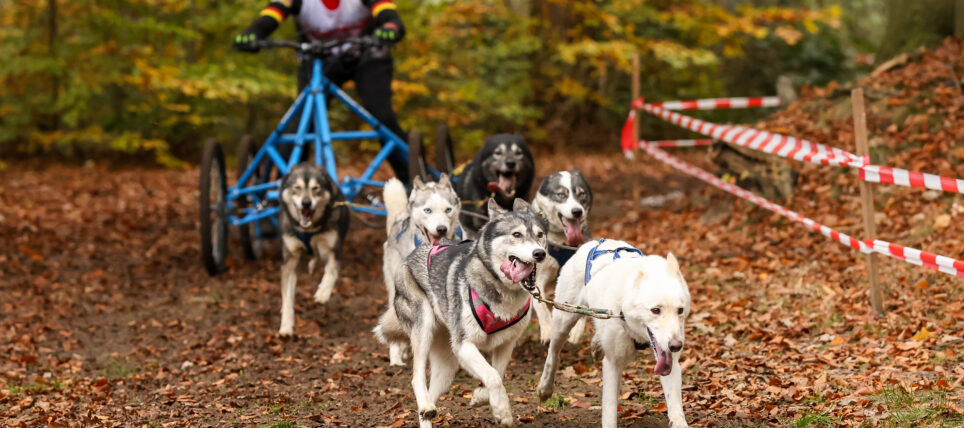 Visbecker Schlittenhunderennen 08/09.11.2025